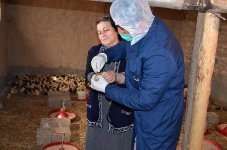 Şəmkirdə peyvəndləmə işləri aparılır
