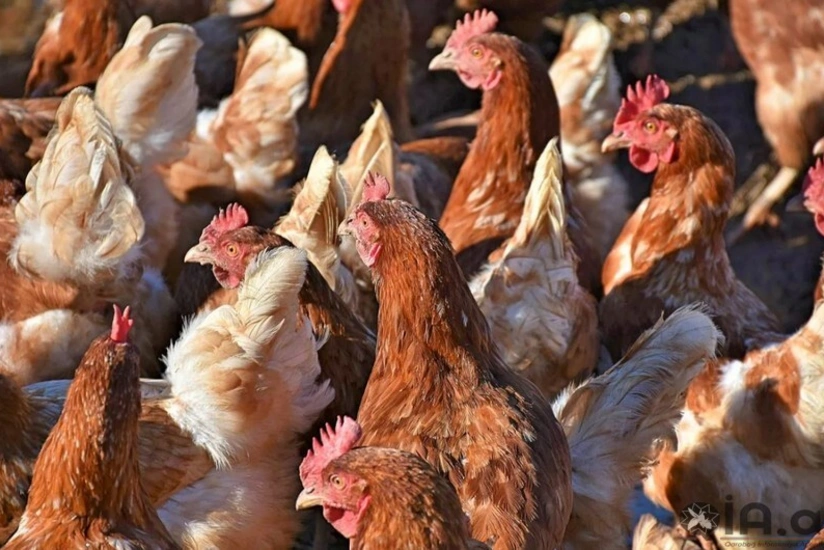 Hindistandan quş ətinin gətirilməsinə məhdudiyyət qoyulub