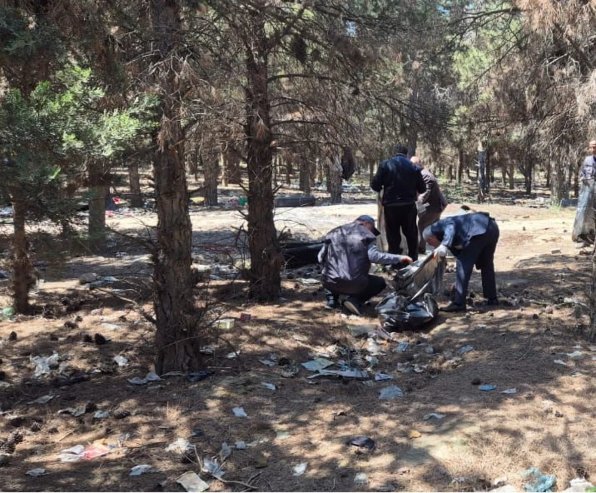 Abşeronda 64 ağacın məhv edildiyi yaşıllıq sahəsi bərpa olunub