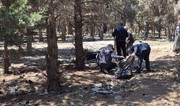 Abşeronda 64 ağacın məhv edildiyi yaşıllıq sahəsi bərpa olunub