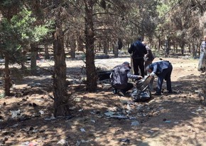Abşeronda 64 ağacın məhv edildiyi yaşıllıq sahəsi bərpa olunub