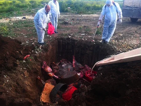 Cəlilabadda fermada kəsilən at ətlərində bakterioloji çirklənmə aşkar edilib