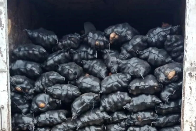 İrandan gətirilən 71 ton kartofda zərərli orqanizm aşkarlanıb