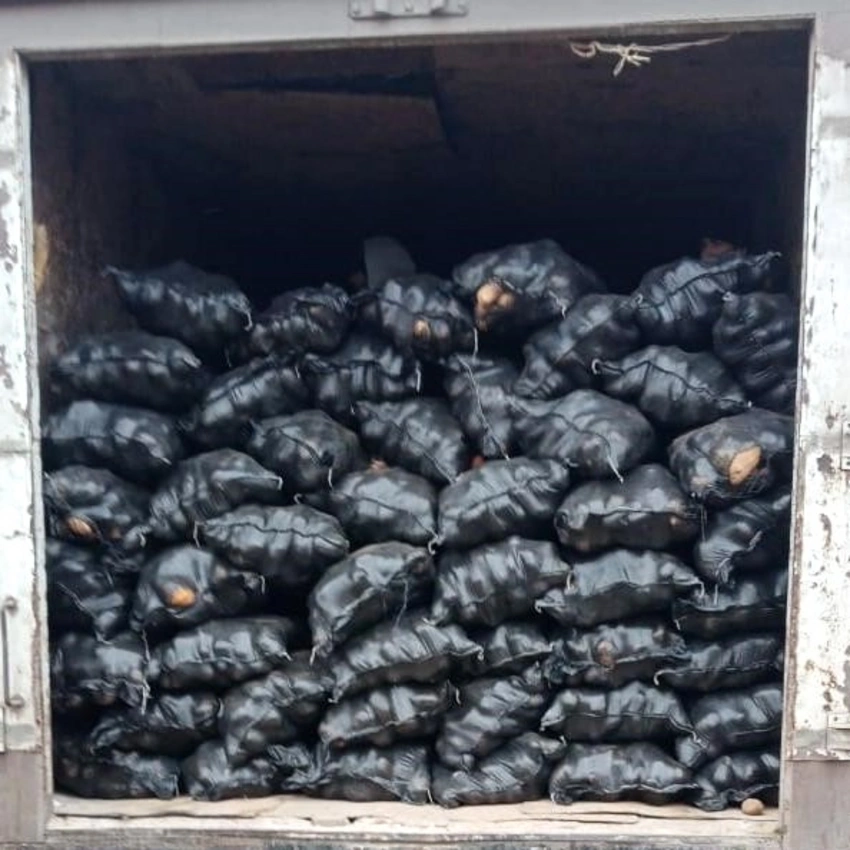 İrandan gətirilən 71 ton kartofda zərərli orqanizm aşkarlanıb
