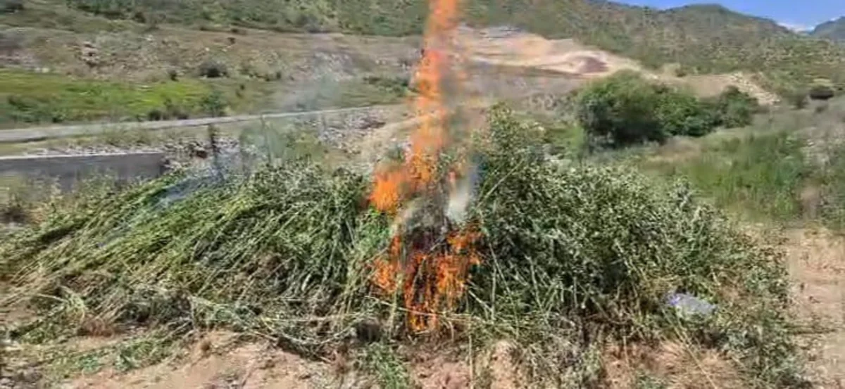 Qubadlıda yabanı halda bitən 2 tona yaxın çətənə bitkisi məhv edilib
