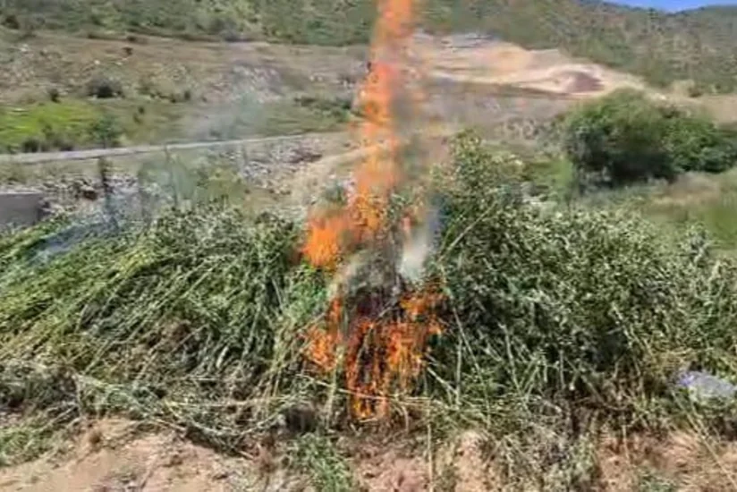 Qubadlıda yabanı halda bitən 2 tona yaxın çətənə bitkisi məhv edilib