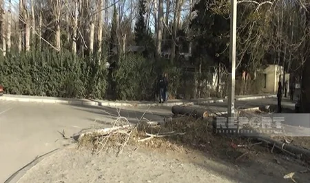 Güclü külək Mingəçevirdə ağacları aşırıb, elektrik və rabitə təsərrüfatına zərər dəyib