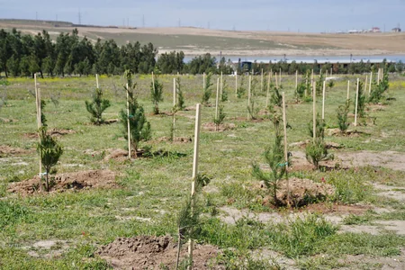 Heydər Əliyevin 100 illik yubileyi ilə bağlı Qala Qoruğunda ağacəkmə aksiyası keçirilib
