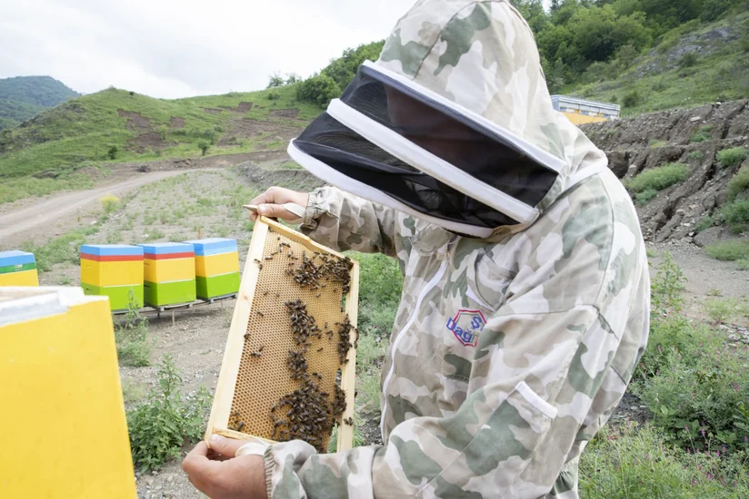 3,700 sheep and bee farms relocated to pastures in Azerbaijan’s Garabagh