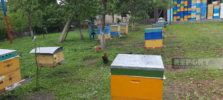 Mayın sərt dalğasında məhv olan arıçılıq - Balın qiymətində gözlənilən artım - Qaxdan REPORTAJ