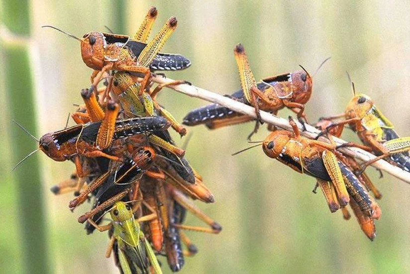 Alimlər: çəyirtkələrin hücumları dünya ərzaq təhlükəsizliyini təhdid edir