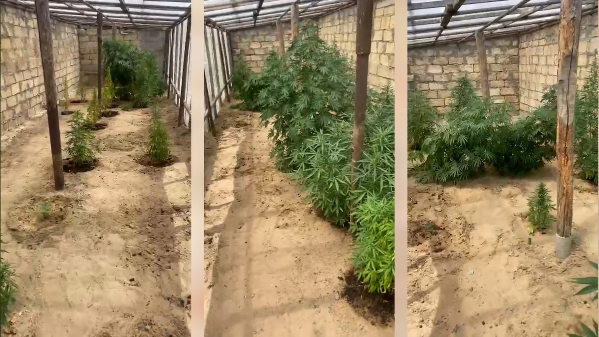 Bilgəhdə çətənə kolları yetişdirən şəxslər saxlanılıblar