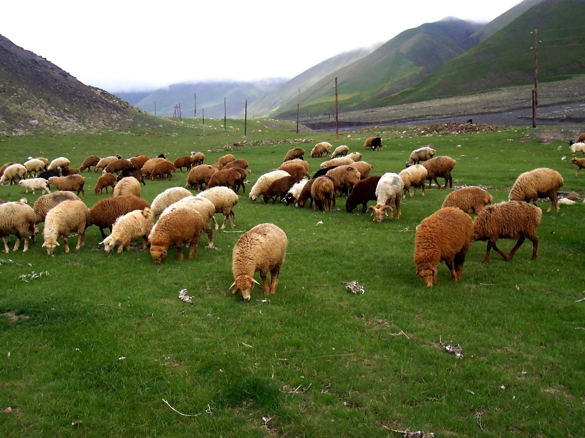 Bakıda həyətyanı sahədən 25 baş qoyun oğurlanıb