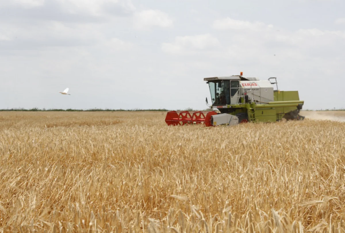 Nazirlik: Arpa sahələrinin 43 %-ə yaxınında biçin başa çatıb