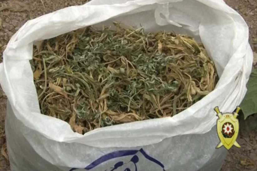 Bakıda keçmiş məhkumdan 2 kiloqramdan çox marixuana götürülüb