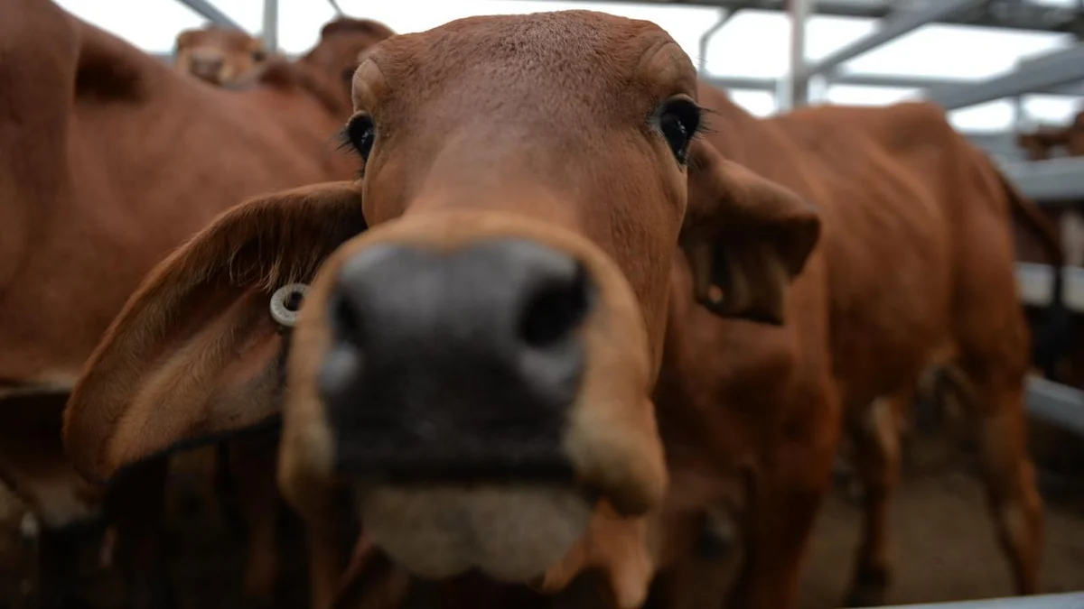 DİN: Qazaxda mal-qaranın oğurlanması araşdırılır