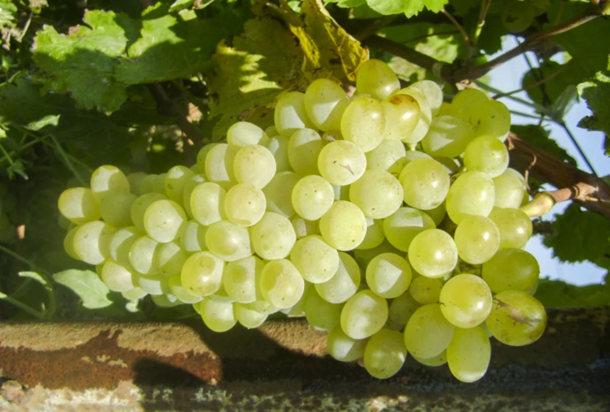 Azerbaijan to plant grape variety from Germany
