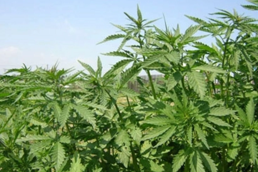 Şahdağ Milli Parkında narkotik bitki aşkarlanıb