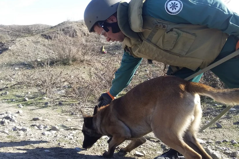 ANAMA закупит еще 30 собак-саперов