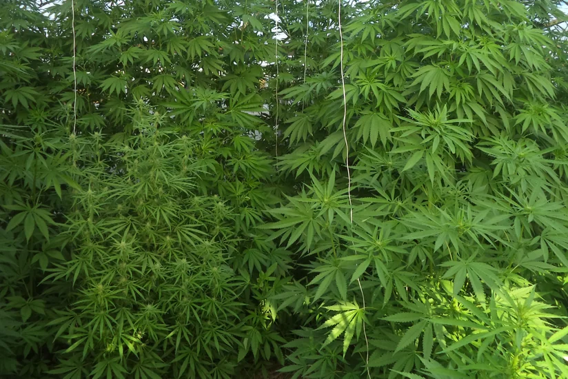 Türkanda istixanada narkotik əkib-becərən şəxs saxlanılıb