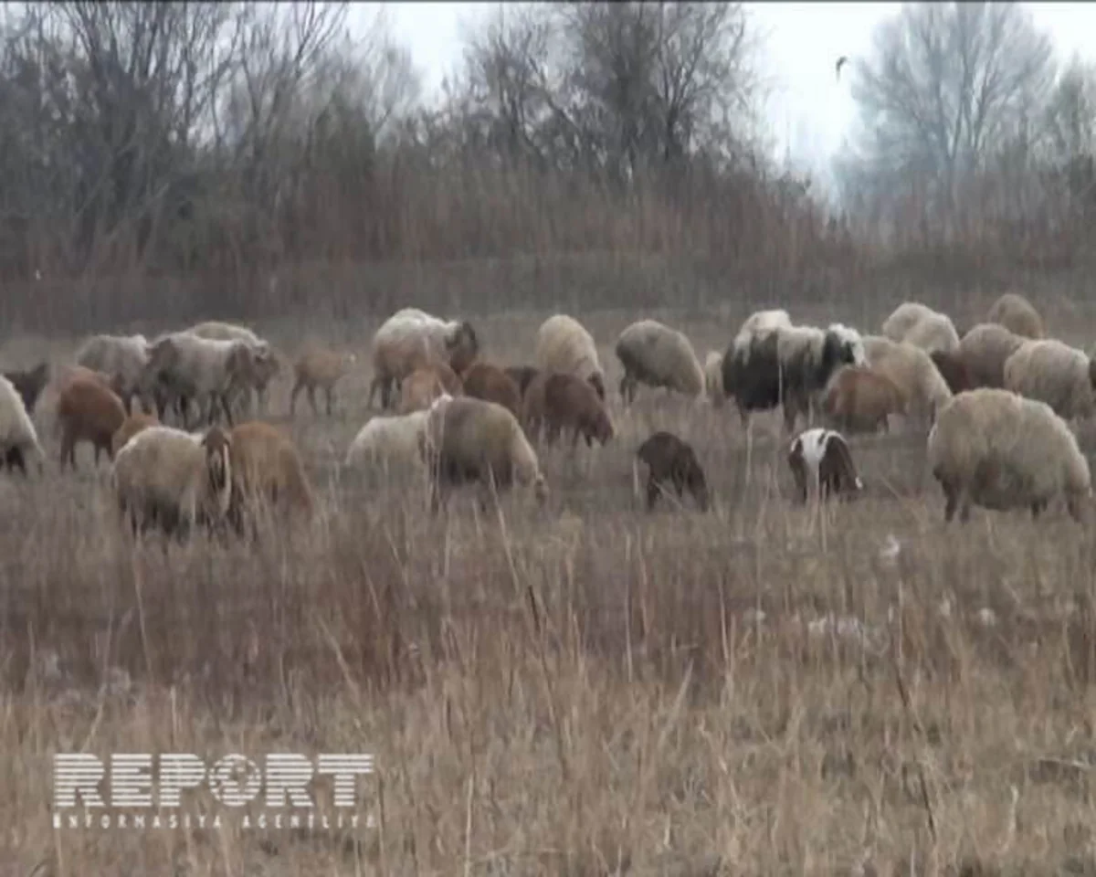 Yevlaxda canavarlar 120 baş qoyunu parçalayıblar - FOTO