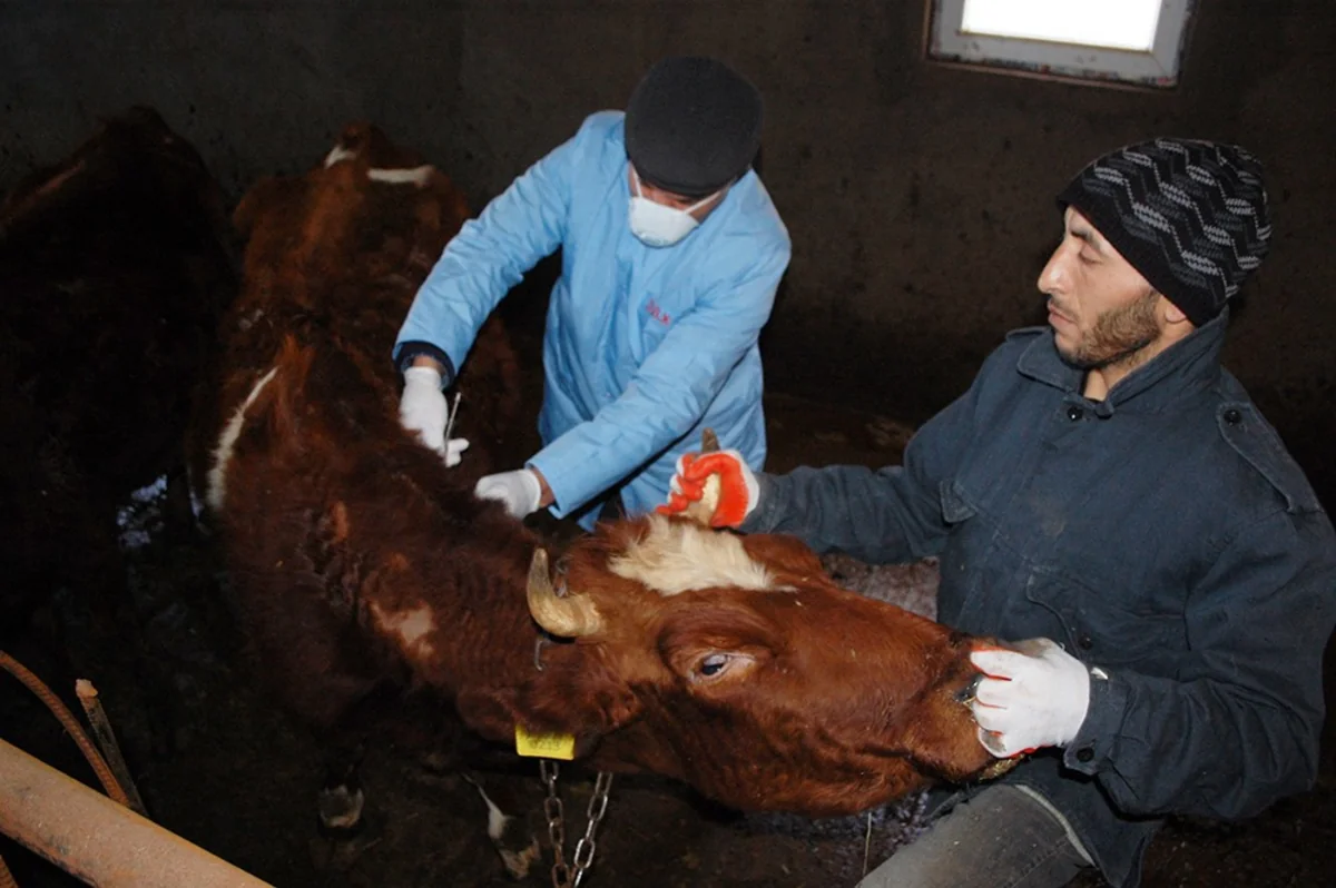 Qobustanda heyvanlar arasında profilaktiki peyvəndləmə tədbirlərinə başlanılıb