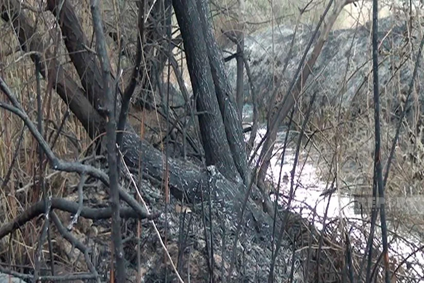 В Евлахе в лесистой местности произошел пожар