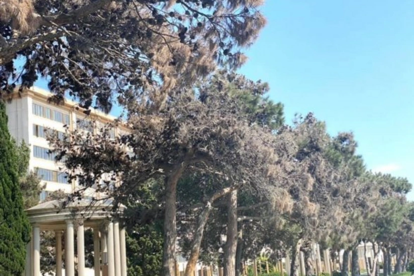 Bakıda Eldar şamı ağaclarının kütləvi kəsilməsilə bağlı rəsmi açıqlama verilib