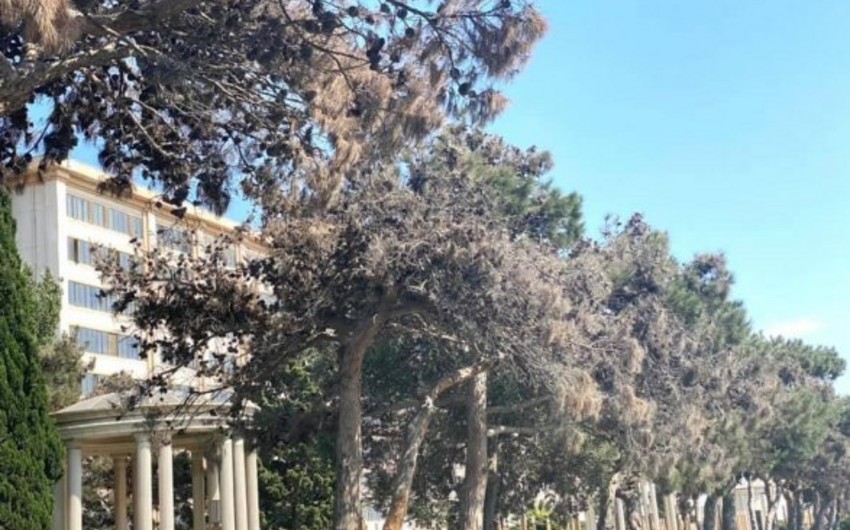 Bakıda Eldar şamı ağaclarının kütləvi kəsilməsilə bağlı rəsmi açıqlama verilib