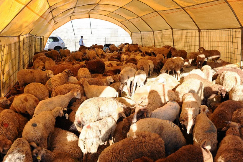Heyvan satışı həyata keçirilən bazarlarda dezinfeksiya tədbirləri davam edir