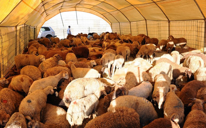 Heyvan satışı həyata keçirilən bazarlarda dezinfeksiya tədbirləri davam edir