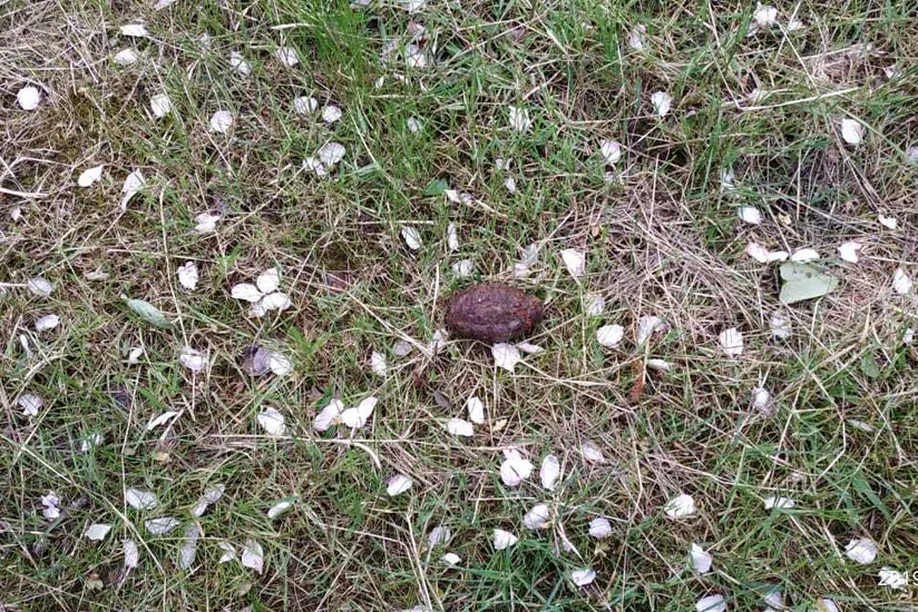 Lənkəranda əl qumbarası aşkarlanıb - FOTO