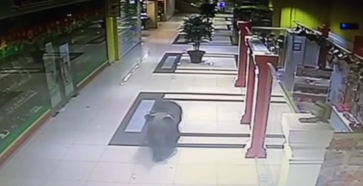 ​В России медведь ворвался в торговый центр - ВИДЕО