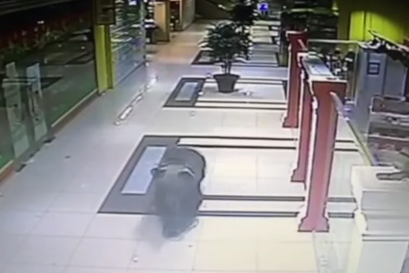 ​В России медведь ворвался в торговый центр - ВИДЕО