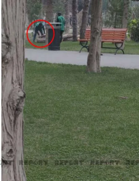 Bakıda parkda ağaclar niyə kəsilib? - AÇIQLAMA