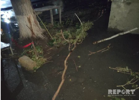 Güclü külək Sumqayıtda ağacları kökündən qoparıb - FOTO