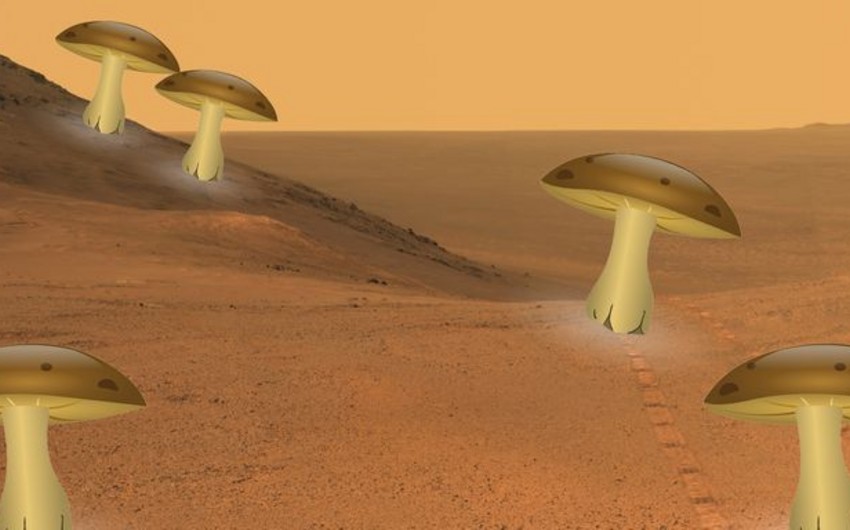 NASA: Mars habitats can live in Mushroom Houses