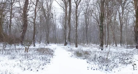 Azərbaycan parklarının qış görüntüləri - FOTOREPORTAJ
