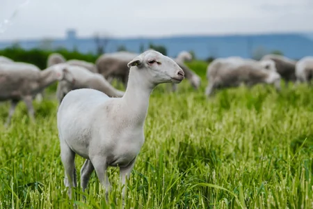 Azerbaijan buys purebred sheep from Europe