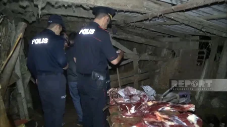 3 baş atı kəsərək ətini Bakıda satmaq istəyən şəxslər saxlanılıb
