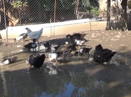 Cəlilabadda dəyəri 5 min manatdan çox olan ev quşları oğurlanıb