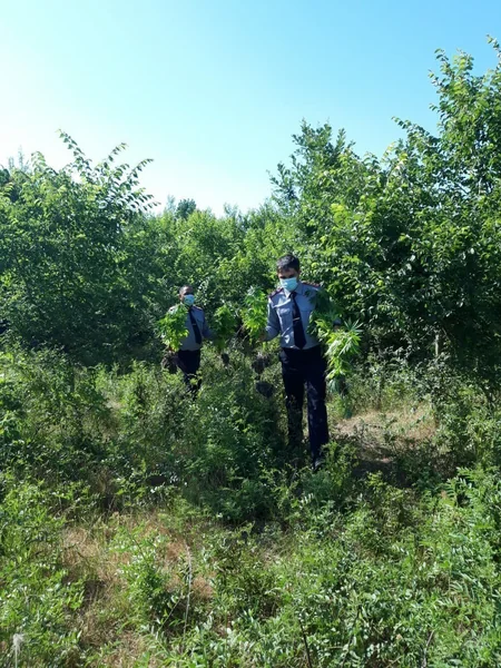 Azərbaycanda 2 hektar sahədə 1 ton narkotik bitki aşkarlandı - VİDEO