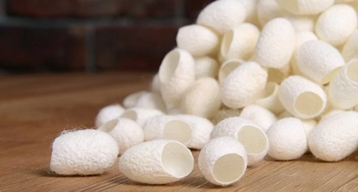 Bu il Azərbaycanda 400 tondan artıq barama təhvil verilib