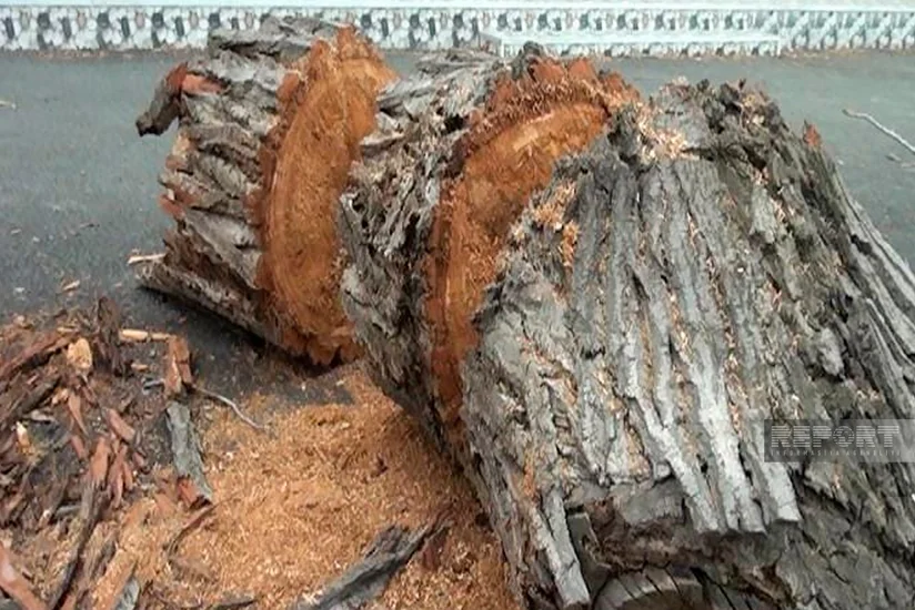 Mingəçevirdə külək ağacı avtomobilin üzərinə aşırıb