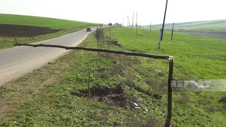 Cəlilabadda yol kənarında əkilən şam ağacları kütləvi şəkildə məhv edilib