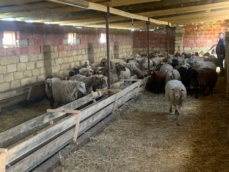 Bu il Avropadan 1 367 nəfər könüllü şəkildə Azərbaycana qayıdıb