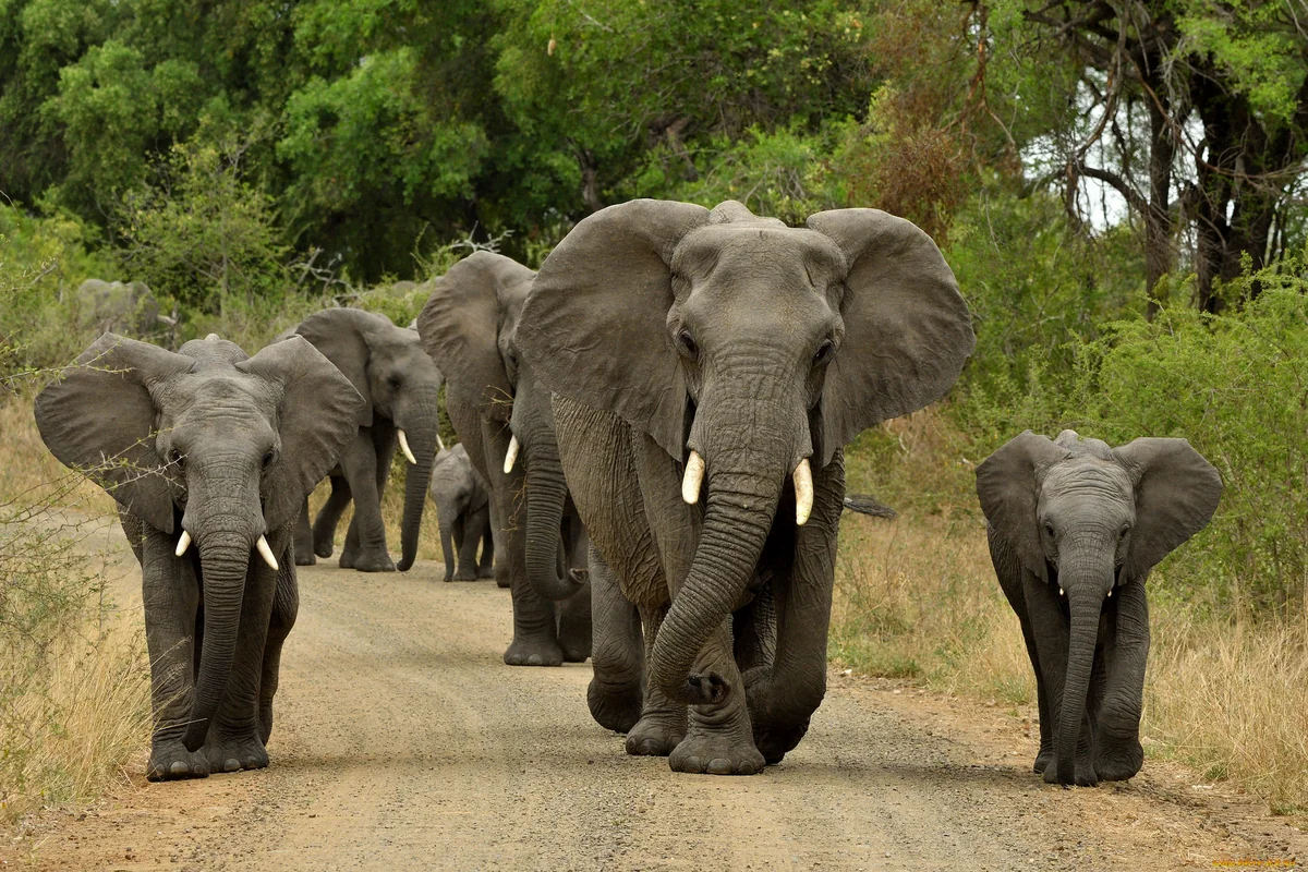 Elephants kill 60 Zimbabweans this year