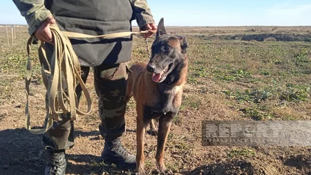 Cynologist: Specially trained dogs are used in areas heavily contaminated with mines
