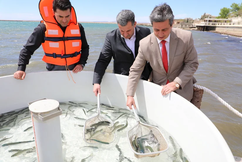 Xəzər dənizinə qızılbalıq körpələri buraxılıb