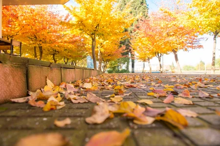 Lənkəranda “Qızıl payız” - FOTOREPORTAJ